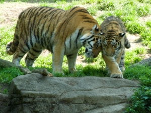 Amur Tigers Cuddling