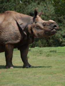 Greater One Horn (Indian) Rhino - Joya - by Dusty R Shutt
