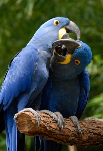 Hyacinth Macaws Playing by Dusty R Shutt