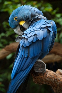Hyacinth Macaw Preening by Dusty R Shutt