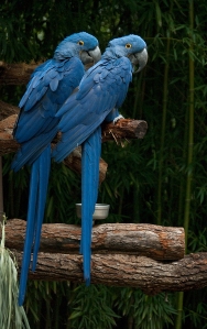 Hyacinth Macaws by Dusty R Shutt